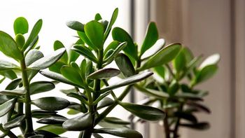Qué pasa si le ponés lentejas a tu ÁRBOL DE JADE