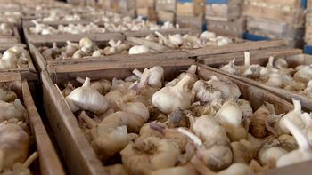 Nuevo indicador mínimo de trabajadores para producción y empaque de ajo