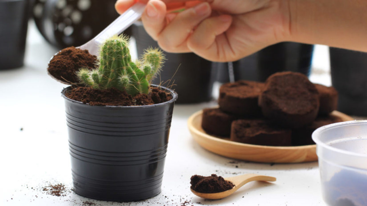 Los beneficios del café, un ingrediente casero perfecto para tu jardín
