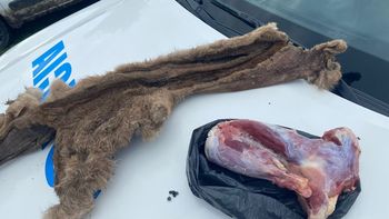 Cazaron un puma y lo mostraron como trofeo en WhatsApp: allanamiento, secuestro y un joven implicado