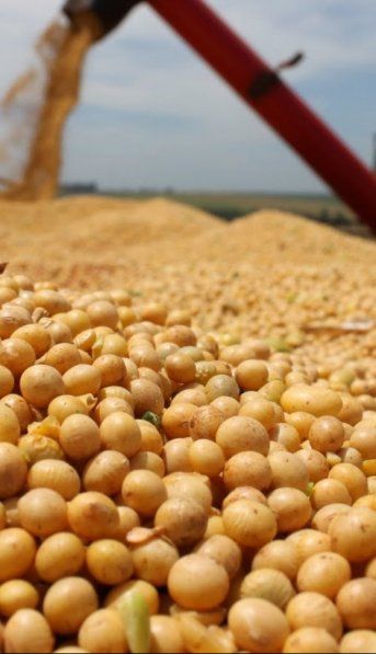 Las retenciones al poroto de soja alcanzaron su punto más bajo en los últimos 12 años: cuánto más bajarán