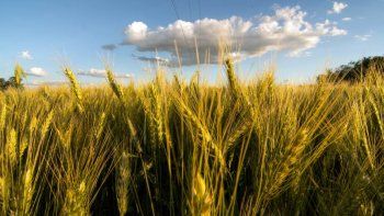 El precio del trigo volvió a dispararse en el mercado local e internacional.