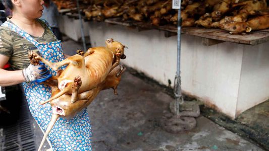 China: comienza el Festival de Carne de Perro