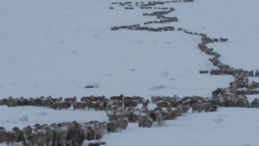 Nevada histórica: la angustiante travesía de un productor para rescatar a sus ovejas