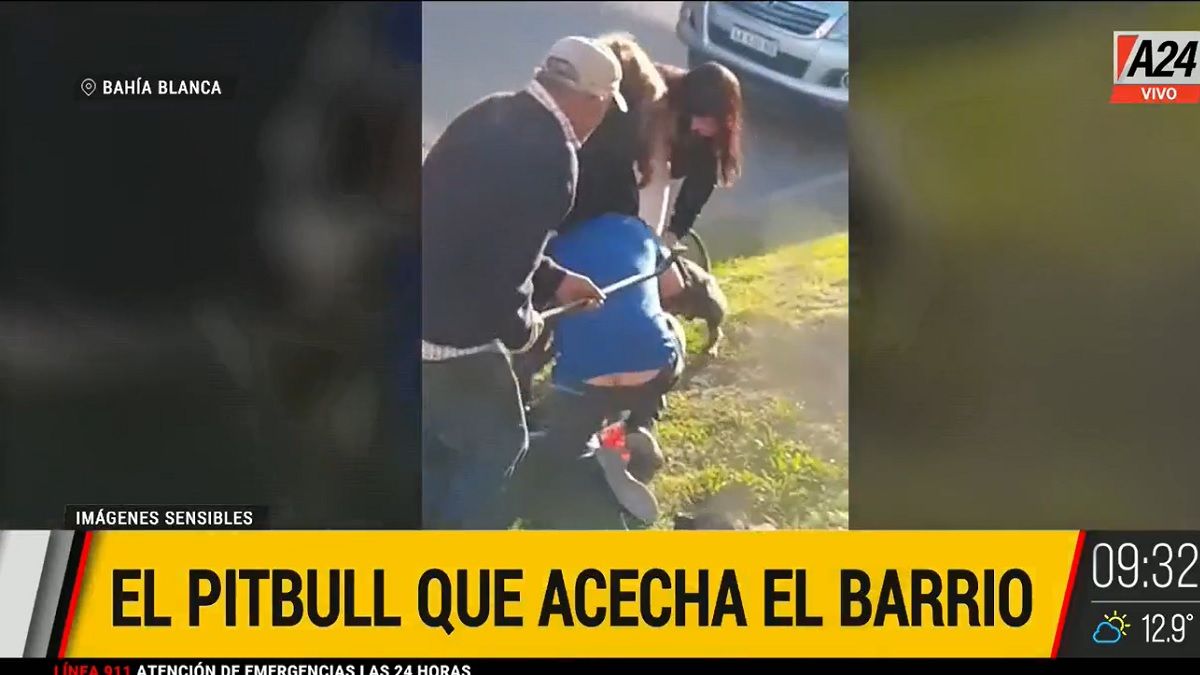 Un nuevo ataque protagonizado por un pitbull. Foto: captura de Tv.&nbsp;