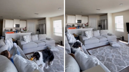 Conmovedor video: el salto heroico de un perro para salvar a su dueña de un ataque de convulsiones