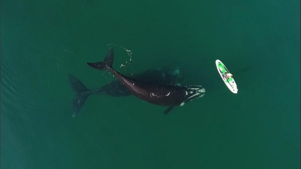 ¡Podría ser el fin de la ballena franca austral!