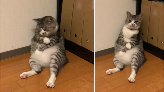Un gato se quedó dormido de manera tierna y estallaron los memes