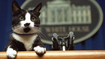 ¿Por qué se celebra hoy el Día Internacional del Gato?