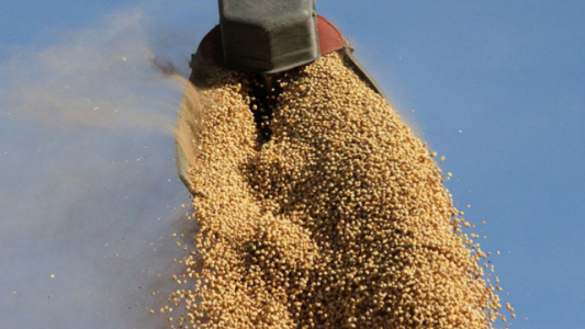 La soja aumenta a US$ 506 la tonelada en Chicago. Suben también el maíz y el trigo