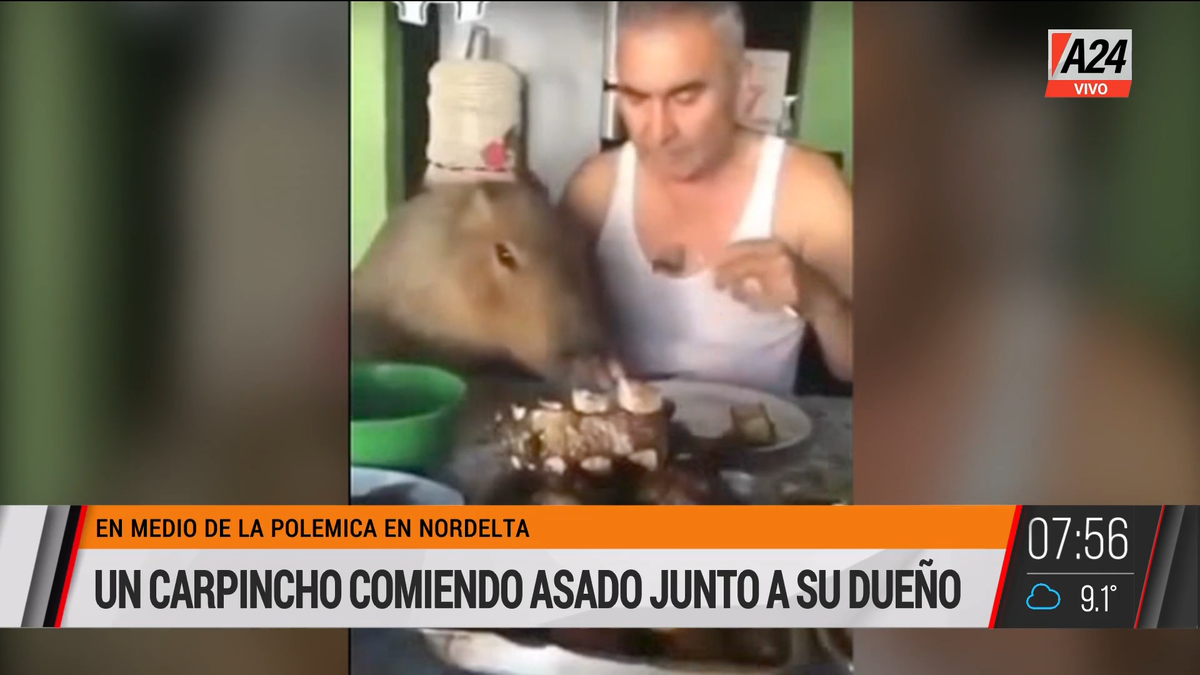 Así un carpincho come y disfruta un asado junto a su dueño. (Captura de Tv)