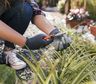 El sorprendente secreto de la planta que estás arrancando de tu jardín sin saberlo