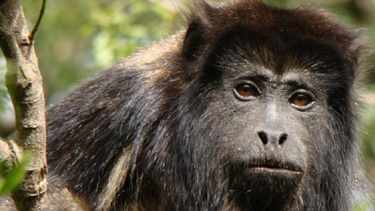 Detuvieron a un hombre que mató a un mono carayá y lo exhibió en sus redes sociales