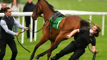 Un caballo pateó a una cuidadora en plena previa de una carrera y el video se volvió viral