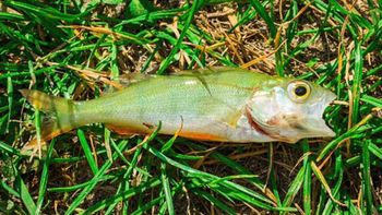 Creer o reventar: cayeron peces del cielo en una ciudad de Texas