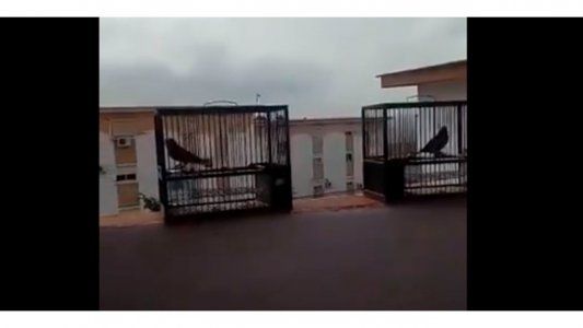 Liberó a sus pajaritos porque con la cuarentena entendió el dolor de estar encerrado