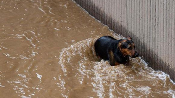 Bomberos protagonizan dramático rescate de un perro que cayó a un río