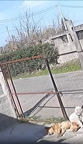 Capturó a un ladrón, lo ató a su auto y se vengó de una impactante manera