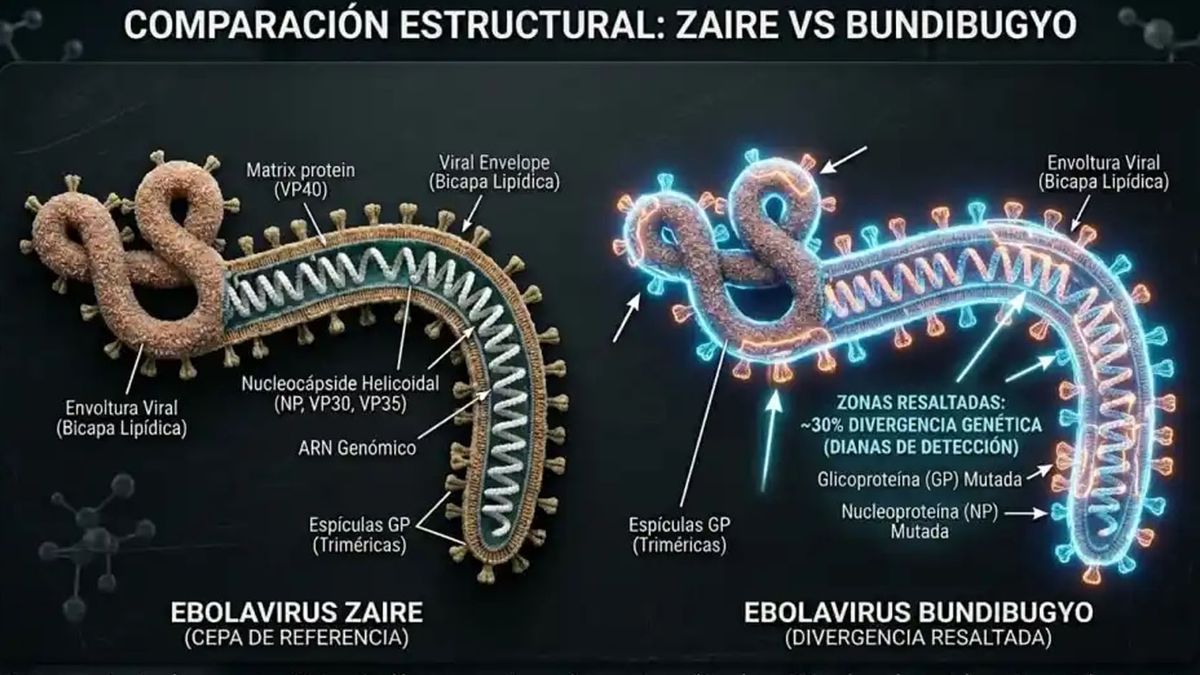 La mutación del ébola, en más peligrosa porque no es detectada por los controles que se hacen de manera tradicional hasta este momento. (Foto: Gentileza Muy Interesante)