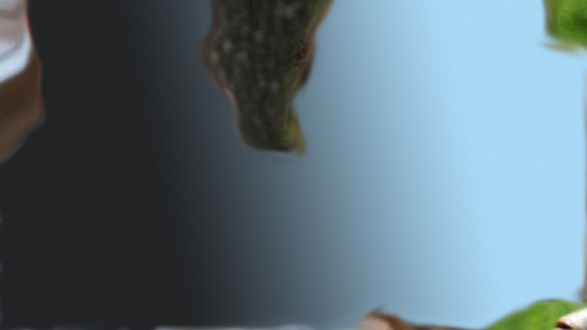 0016949532.jpg