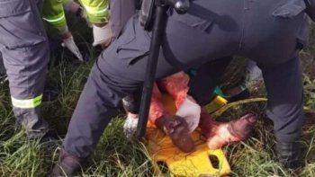 Dos perros mataron a un joven de 19 años que quiso entrar a robar a la casa