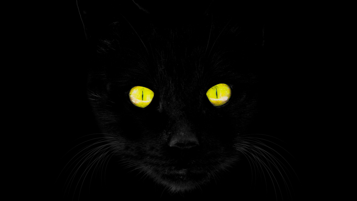 Gatos negros con mirada fija: símbolo de intuición afilada o advertencias internas. Foto: Inernet.