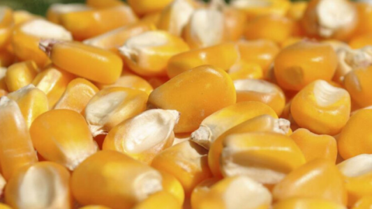 El maíz deambula en el laberinto del Covid-19