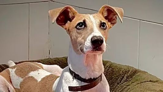 El desesperado comunicado de los rescatistas de Arturo tras la violencia de Furia en Gran Hermano