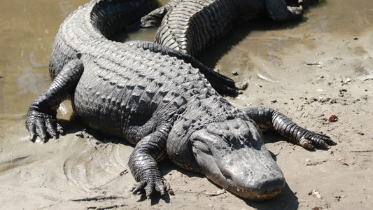 Impresionante: el momento en que un enorme aligátor se devora a otro más pequeño