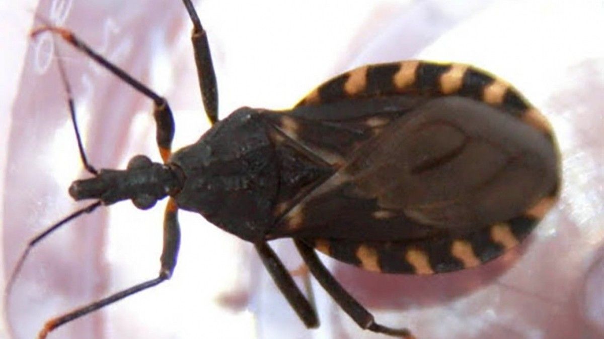 Se estima que siete de cada diez personas vive con chagas