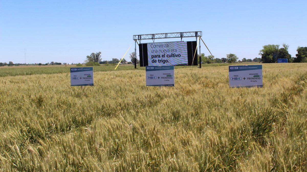 La Argentina aprueba el primer trigo transgénico a nivel mundial