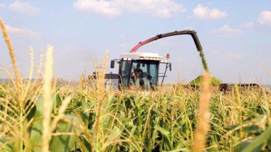 Mercados: sin grandes cambios, el maíz concentró la mayor parte de las operaciones en Rosario