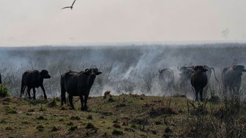 Incendios forestales en el Litoral: Temaikén se suma a la campaña solidaria de la Municipalidad de Escobar para proteger a la fauna silvestre