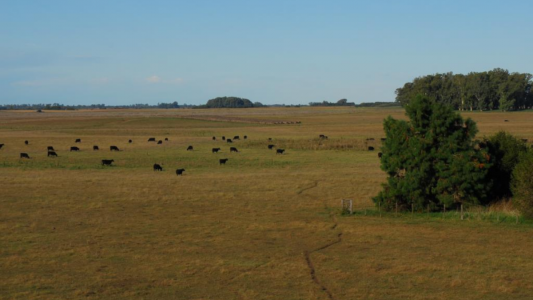 La actividad inmobiliaria rural ya suma un cuatrimestre en crecimiento