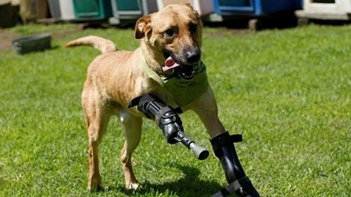 Perro que sobrevivió a la tortura se convierte en activista