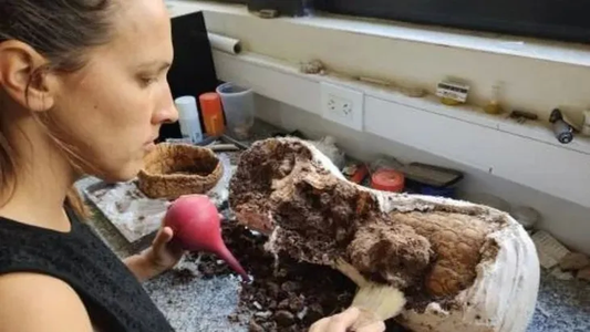 Dos niños encontraron restos inéditos de un gliptodonte en una playa de Mar del Plata