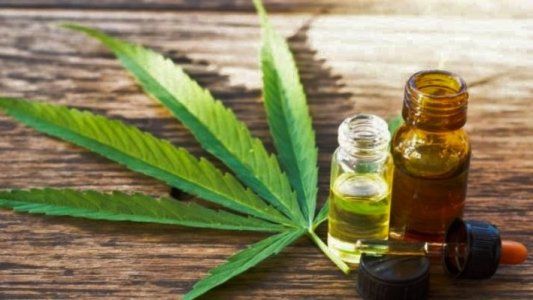 Cannabis medicinal: allanan campo que produce aceite para 300 pacientes