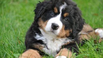 Todas las razas de perro. ¿Ya las conocías?