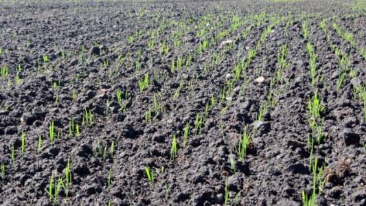 FAO: aprueban protocolo para la captura de carbono en suelos agrícolas y ganaderos