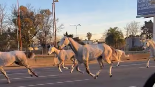 Caballos Salvajes: cerca de 40 ejemplares del Ejército argentino galoparon por la Panamericana