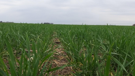 Lluvias insuficientes: la mitad de la región núcleo recibió menos de 10 mm