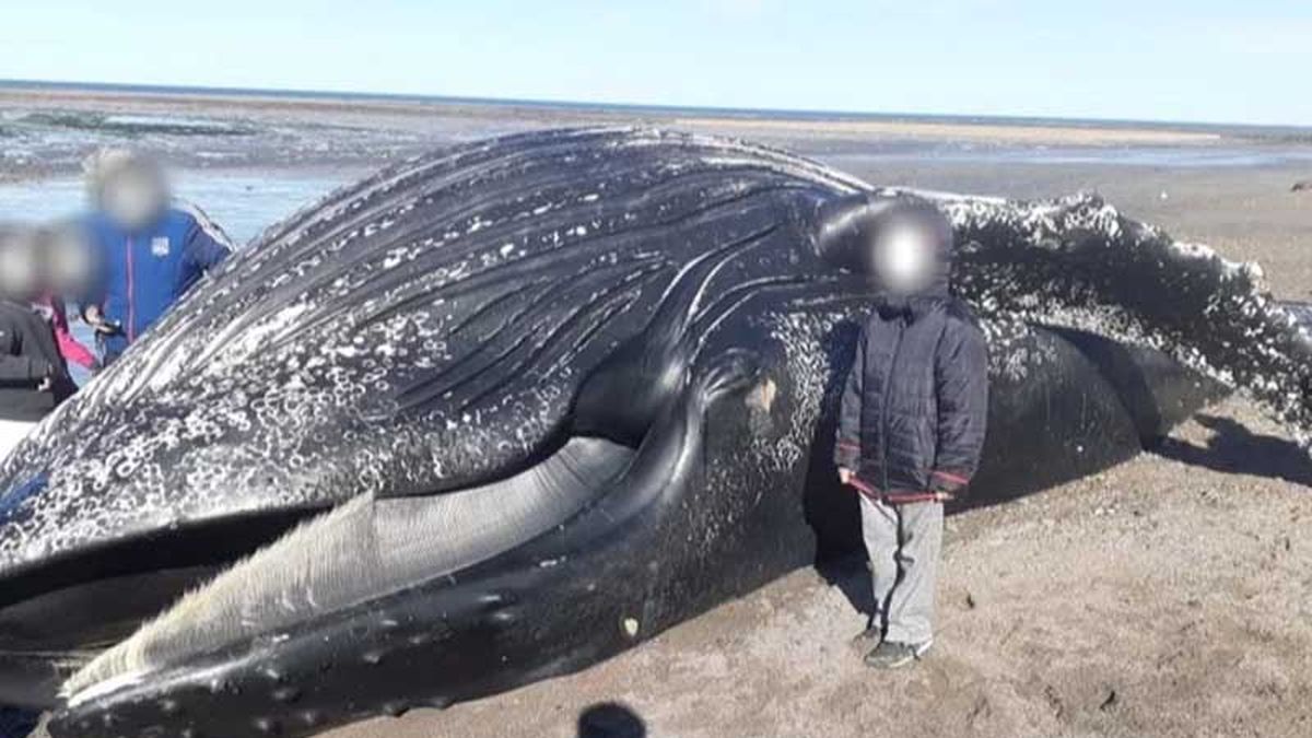 Se metieron dentro de una ballena muerta para sacarse fotos