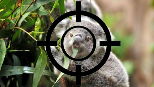 La drástica decisión que adoptó Australia contra cientos de koalas, ¿francotiradores?