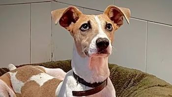 El desesperado comunicado de los rescatistas de Arturo tras la violencia de Furia en Gran Hermano