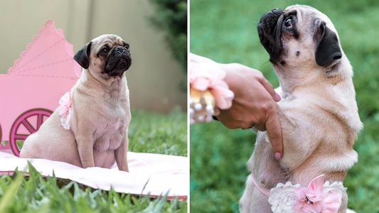 Horas después de su sesión prenatal, la perrita de Oscar Pintos fue mamá