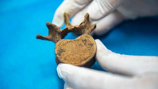 Mendoza: crearon una biblioteca de huesos humanos para resolver casos forenses