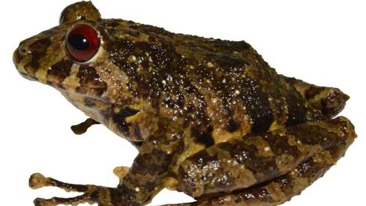 Ecuador: descubrieron una nueva especie de rana y la bautizaron Led Zeppelin