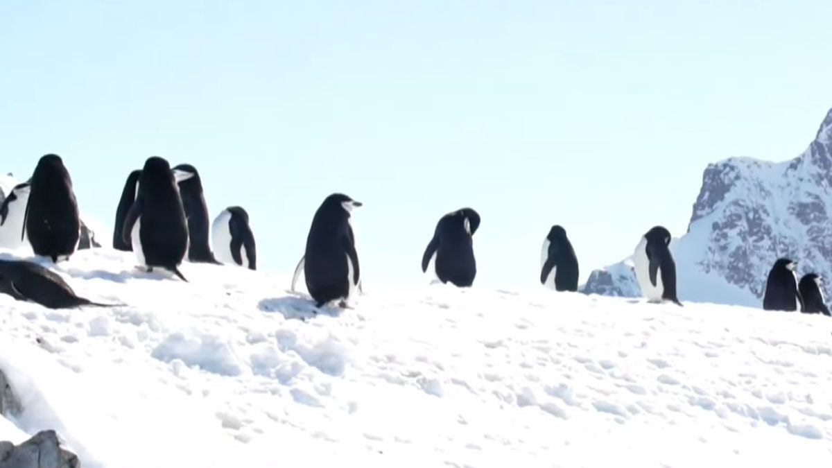 El desplazamiento del iceberg puede dificultar el acceso al alimento a especies como los ping&uuml;inos (Foto: captura de TV).