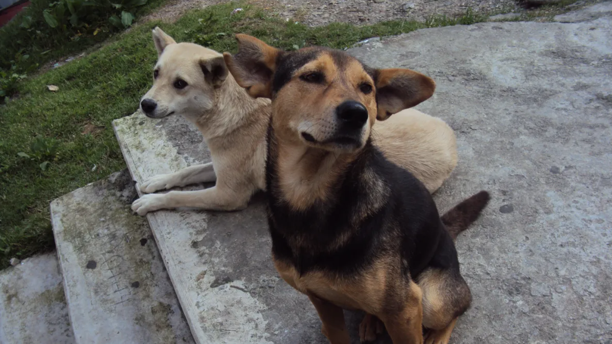 En total mataron a 211 perros El hecho conmocionó a toda Córdoba (Foto: archivo).
