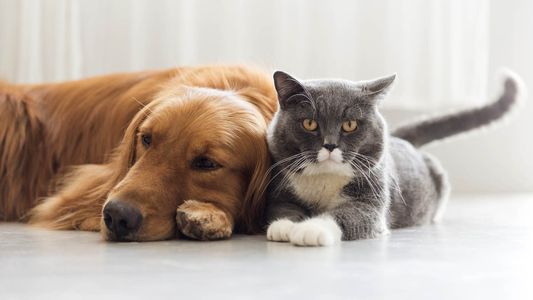 Aceite de oliva para perros y gatos: por qué lo recomienda un reconocido veterinario